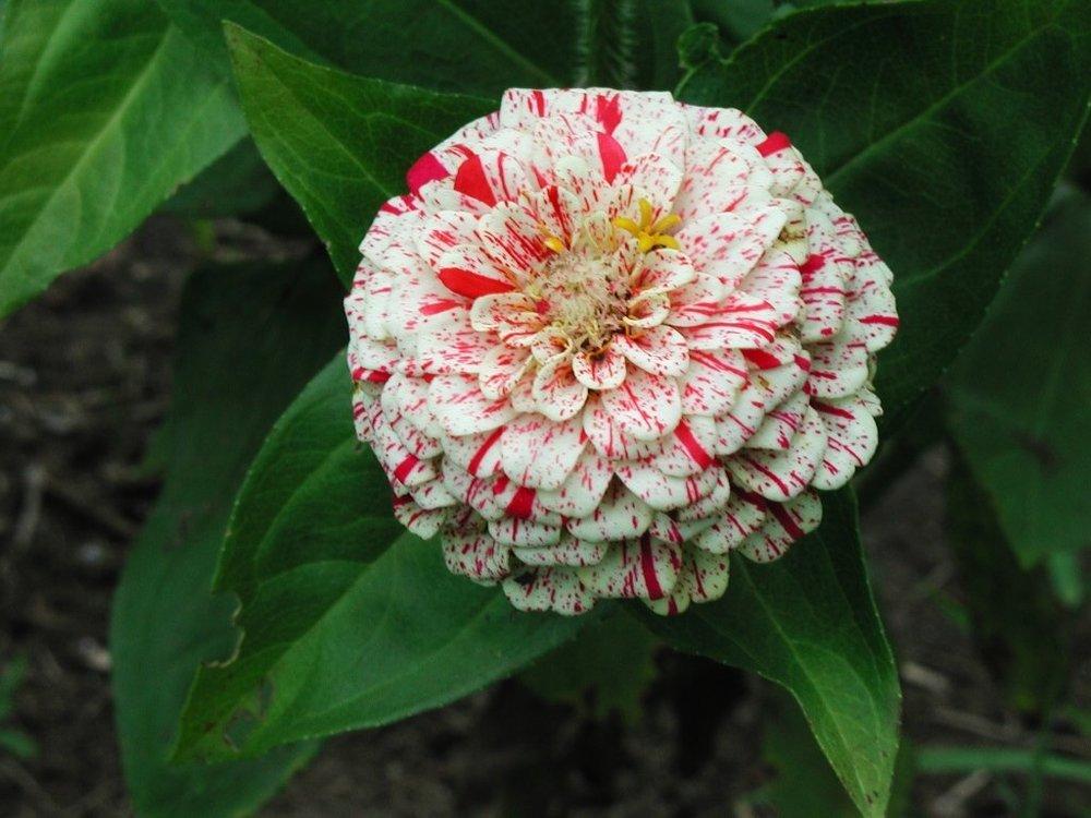 Peppermint Stick Zinnia Seeds online shopping