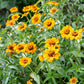 Soleado Zinnia Seeds online shopping