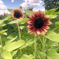 ProCut Plum F1 Sunflower Seeds online shopping
