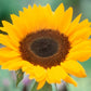 Sunrich Orange Sunflower Seeds online shopping