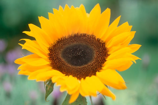 Sunrich Orange Sunflower Seeds online shopping