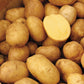 German Butterball Gourmet Potato