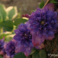 Vyvyan Pennel Clematis Vine