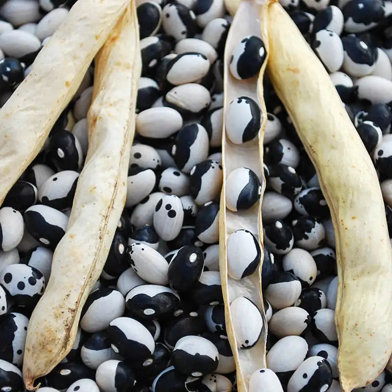Calypso Drying Bean Seeds online shopping