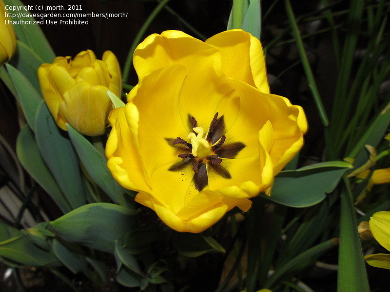 Jaap Groot Tulip Bulbs