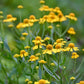Autumn Sneezeweed Helenium Seeds online shopping