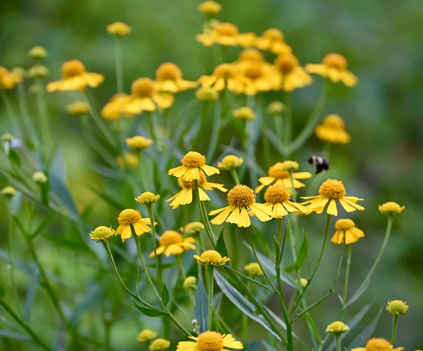 Autumn Sneezeweed Helenium Seeds online shopping