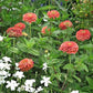 Benary's Giant Salmon Rose Zinnia Seeds online shopping