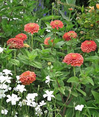 Benary's Giant Salmon Rose Zinnia Seeds online shopping