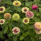 Queeny Lime with Blotch Zinnia Seeds online shopping
