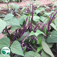 Celine Organic Bush Bean Seeds online shopping