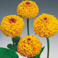 Oklahoma Yellow Zinnia Seeds online shopping