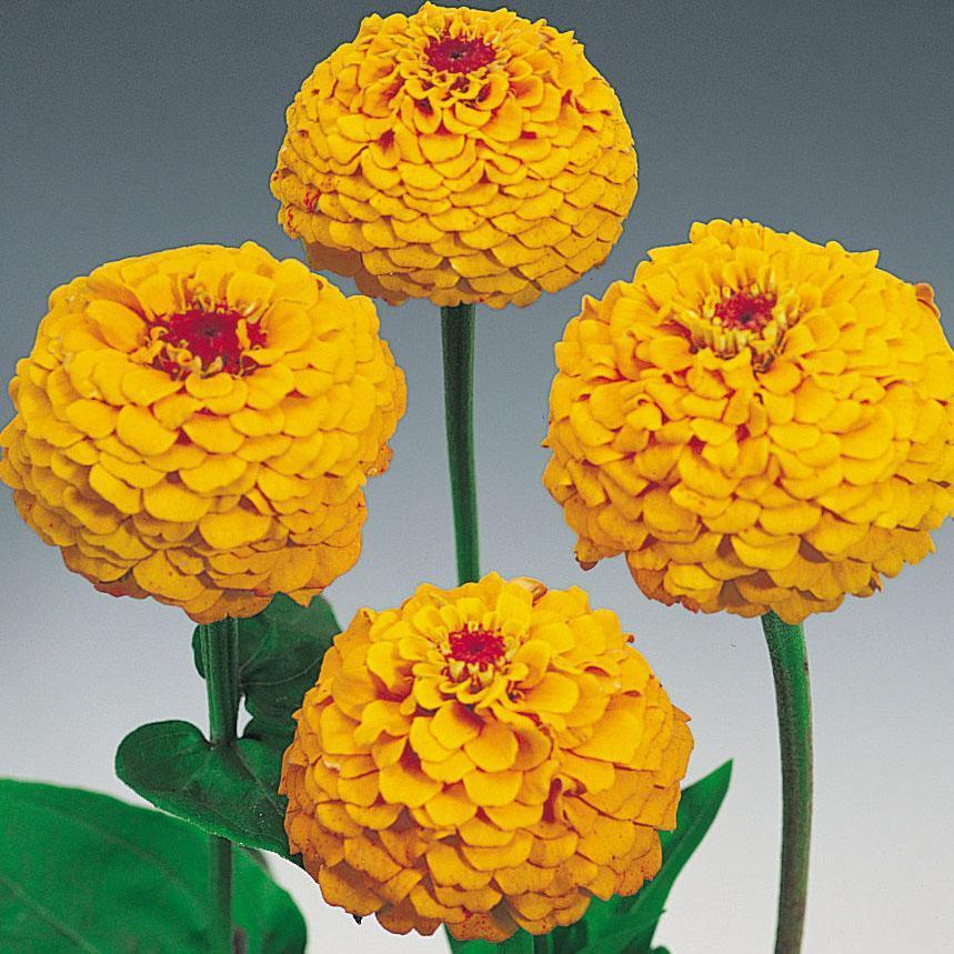 Oklahoma Yellow Zinnia Seeds online shopping