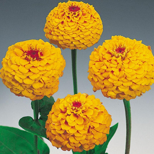 Oklahoma Yellow Zinnia Seeds online shopping