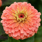 Benary's Giant Salmon Rose Zinnia Seeds online shopping