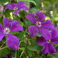Negritjanka Clematis Vine