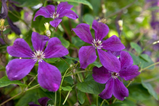 Negritjanka Clematis Vine