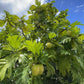 Breadfruit Tree - Arbre à Pain