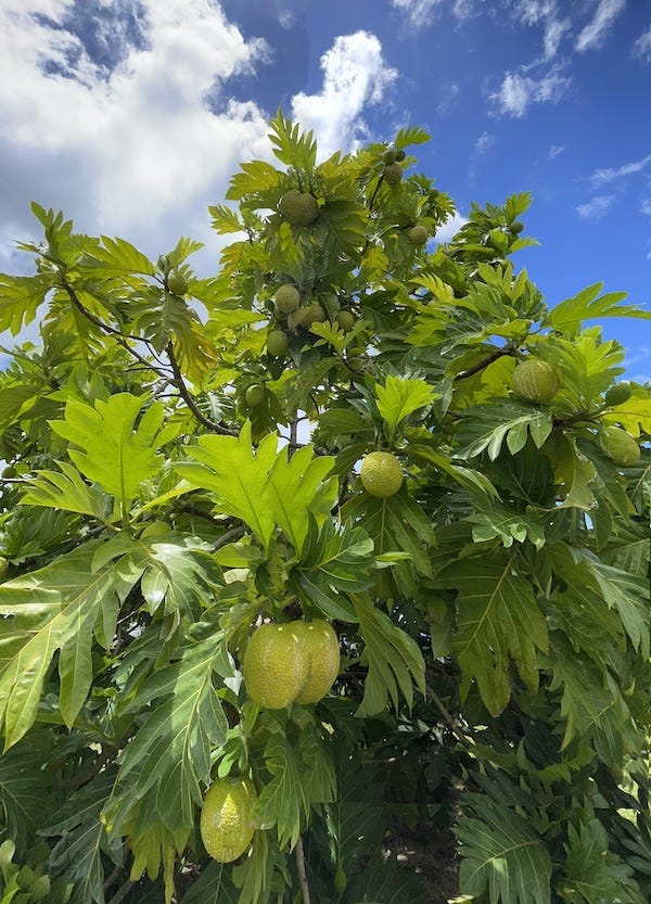 Breadfruit Tree - Arbre à Pain