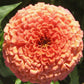 Benary's Giant Salmon Rose Zinnia Seeds online shopping