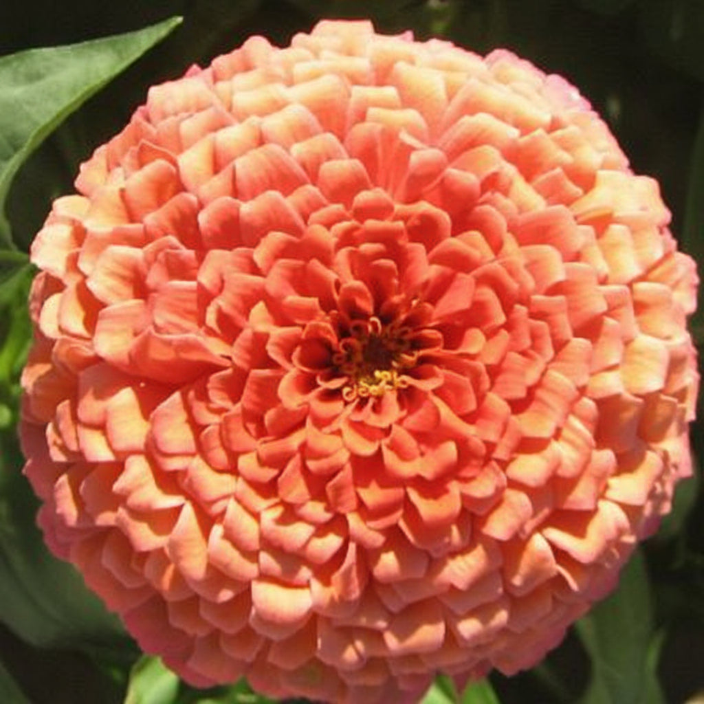 Benary's Giant Salmon Rose Zinnia Seeds online shopping