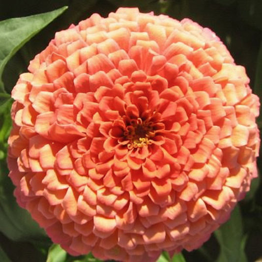 Benary's Giant Salmon Rose Zinnia Seeds online shopping