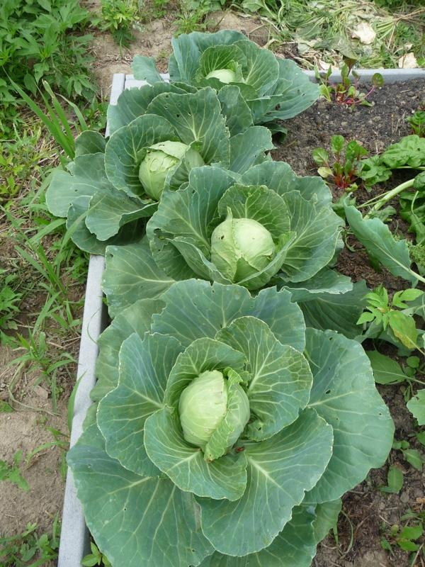 Golden Acre Green Cabbage