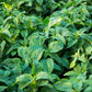 Callaloo Amaranth Seeds online shopping