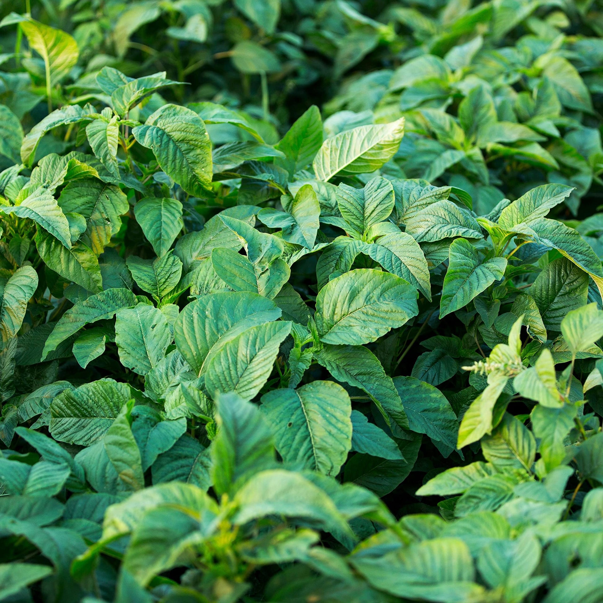 Callaloo Amaranth Seeds online shopping