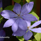 Mrs. Cholmondely Clematis Vine