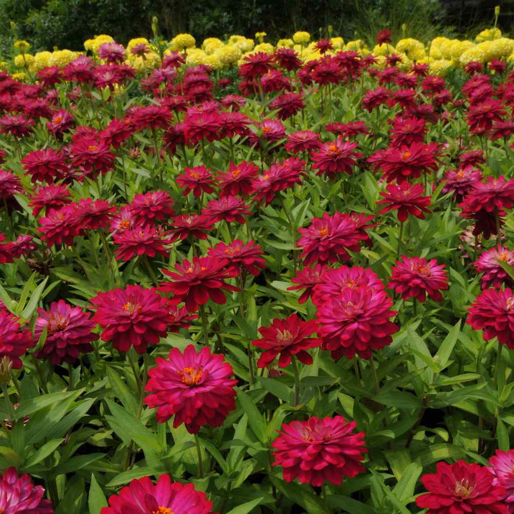 Cherry Queen Zinnia Seeds online shopping