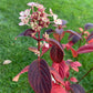 Hydrangea paniculata Phantom