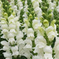 Potomac Ivory F1 Snapdragon Seeds online shopping