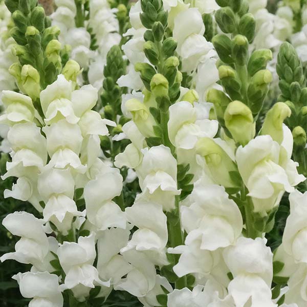 Potomac Ivory F1 Snapdragon Seeds online shopping