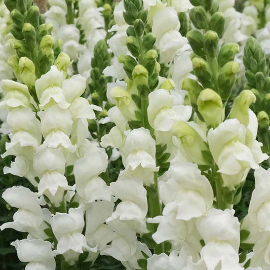 Potomac Ivory F1 Snapdragon Seeds online shopping
