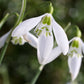 Woronowii Galanthus Bulbs