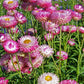 Silvery Rose Strawflower Seeds online shopping