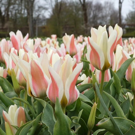 Serano Tulip Bulbs