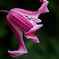 Texensis Etoile Rose Clematis Vine