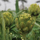 Green Globe Artichoke Seeds online shopping
