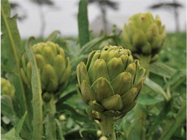Green Globe Artichoke Seeds online shopping