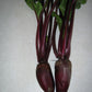 Cylindra Beet Seeds online shopping