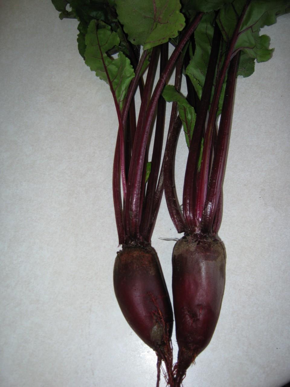 Cylindra Beet Seeds online shopping