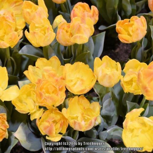 Granny Award Tulip Bulbs