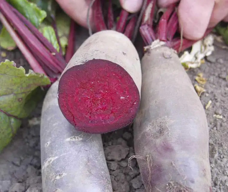 Taunus F1 Beet Seeds online shopping