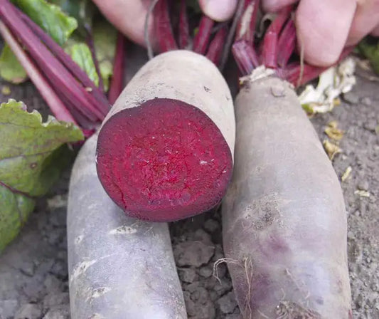 Taunus F1 Beet Seeds online shopping