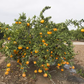 Miyagawa Satsuma Mandarin Budwood citrus plant material online shopping