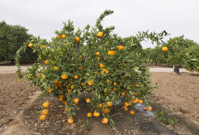 Miyagawa Satsuma Mandarin Budwood citrus plant material online shopping