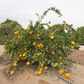 Miyagawa Satsuma Mandarin Budwood citrus plant material online shopping