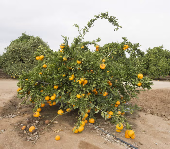 Miyagawa Satsuma Mandarin Budwood citrus plant material online shopping